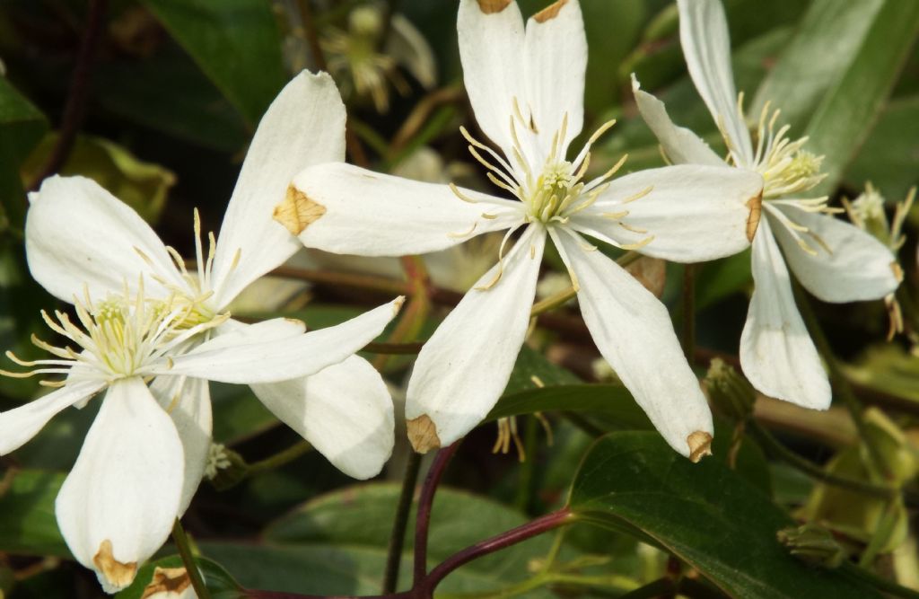 Clematis armandii  (Ranunculaceae)